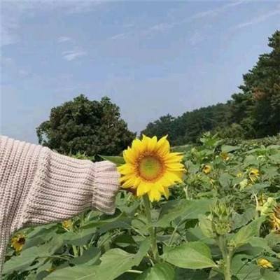 伊甸园的骄傲国服官方版(red pride of eden)下载